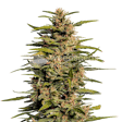 Product image for Fruity Pebbles Feminized Seeds