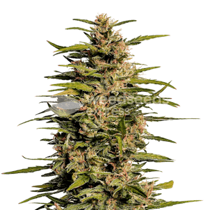 Photo of Fruity Pebbles Feminized Seeds