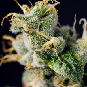 Photo of Wonder Qwest a.k.a Sour Diesel Pre-rolls