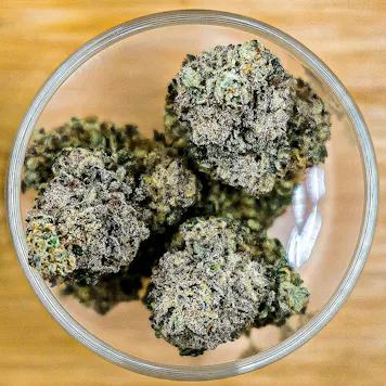 Photo of Gorilla Girl