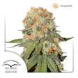 Product image for Orange Bud