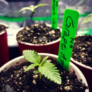 Photo of Intro to Growing Cannabis at Home (2 Week FREE Trial)