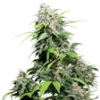 Product image for Cinderella 99 Seeds