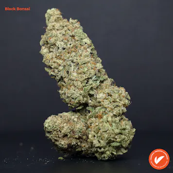 Photo of Black Bonsai