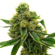 Product image for Skunk #1 Feminized