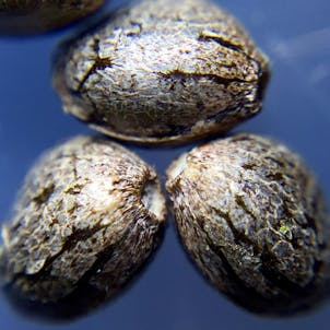 Photo of Zkittlez Glue