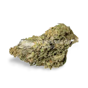 Photo of NYC Diesel Feminized Seeds