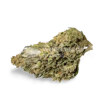 Photo of NYC Diesel Feminized Seeds