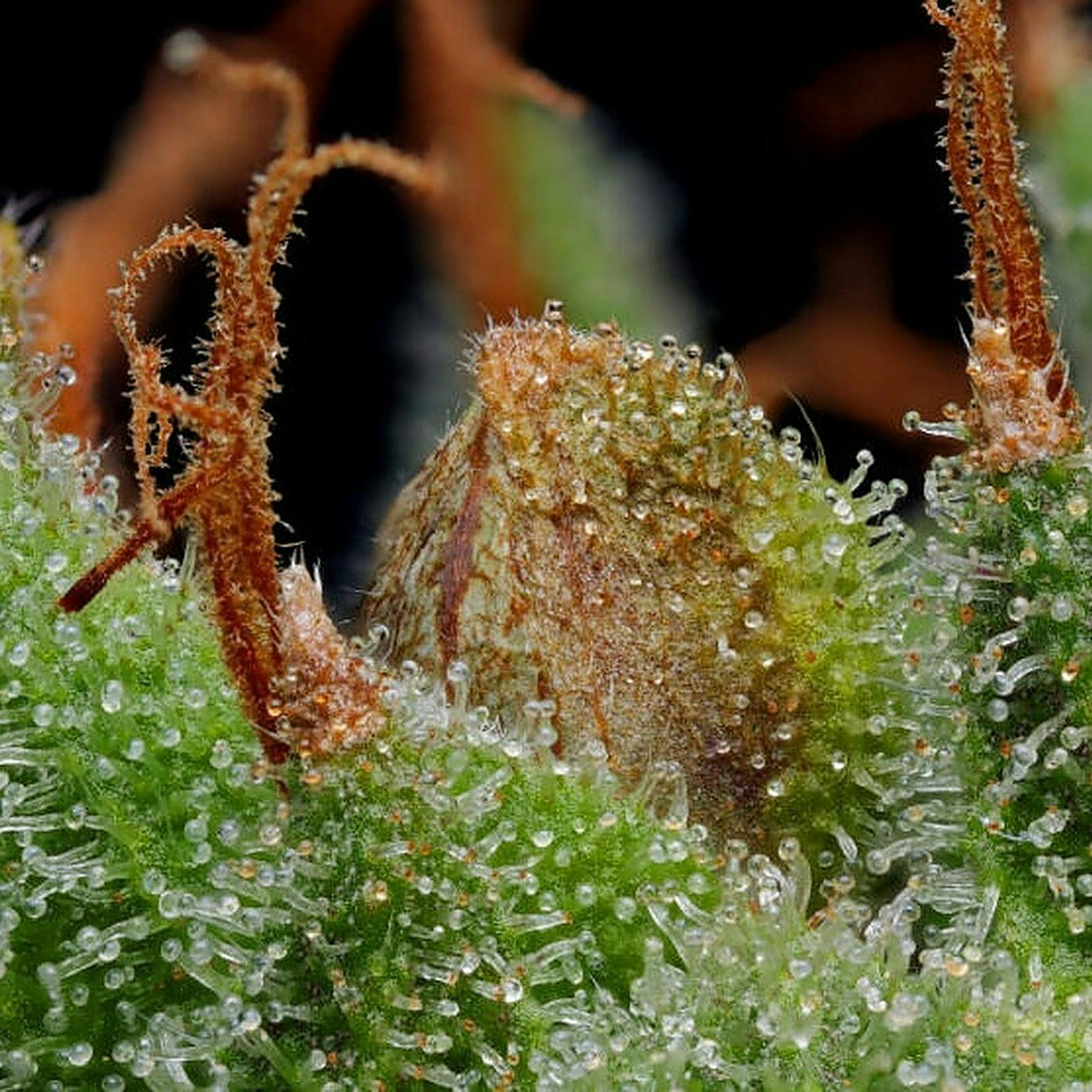 Humboldt Seed Company Blueberry Muffin Seeds Feminized Seeds 10 pack