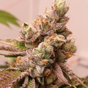 Photo of Casbah Kush