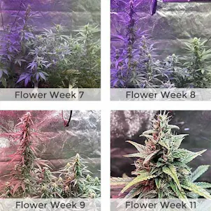 Photo of Zkittlez Autoflower