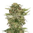 Product image for G13 Autoflower Seeds