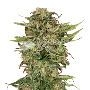 Photo of G13 Autoflower Seeds