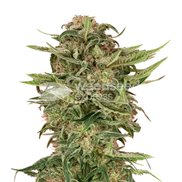Photo of G13 Autoflower Seeds