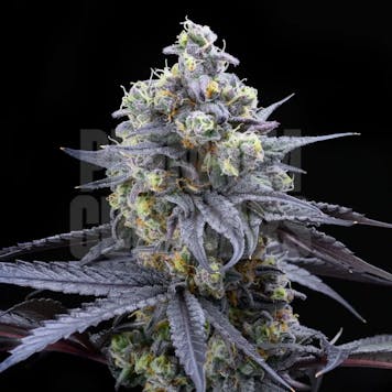 Photo of Apples and Bananas