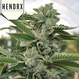 Photo of OG Kush Clones