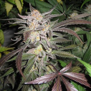 Photo of Blue Mendo