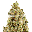 Product image for Forbidden Fruit Feminized Seeds