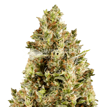 Photo of Forbidden Fruit Feminized Seeds