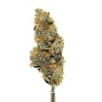 Product image for TenneCBD | White Grapefruit CBG Flower – Pre Roll