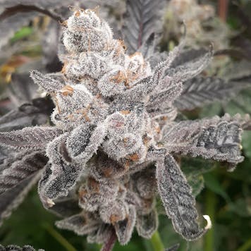 Photo of Bakers Fruit