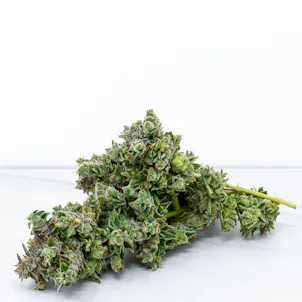 Photo of Two Scoop Flower