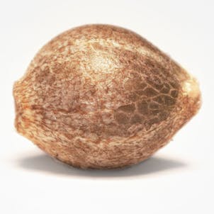 Photo of DUTCH DRAGON