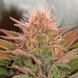Product image for Bubblelicious feminized seeds x5