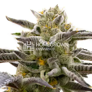 Photo of Cake Bomb Feminized