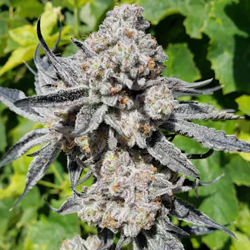 Photo of Royal Wedding