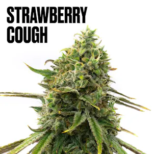 Photo of Strawberry Cough Weed Seeds