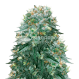 Product image for Harlequin Feminized Seeds