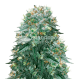 Harlequin Feminized Seeds