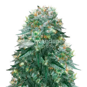 Photo of Harlequin Feminized Seeds