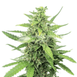 Product image for Cinderella 99 Feminized Seeds
