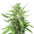 Cinderella 99 Feminized Seeds