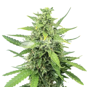 Photo of Cinderella 99 Feminized Seeds