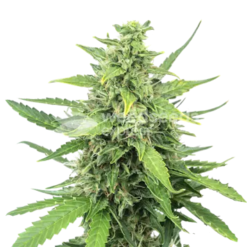 Photo of Cinderella 99 Feminized Seeds