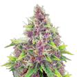 Product image for Blueberry Autoflower Seeds