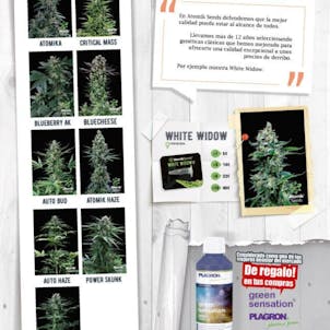 Photo of At Atomik Seeds we defend that quality is for everyone