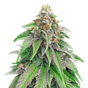 Photo of Strawberry Amnesia