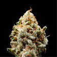 Product image for 1g Truffaloha - Living Soil Cannabis - Upstate Elevator Operators