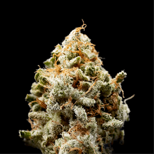 Photo of 1g Truffaloha - Living Soil Cannabis - Upstate Elevator Operators