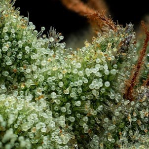 Photo of Slightly Stoopid - Collie Man Kush Regular Seeds -20-pack