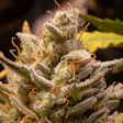 Product image for Bruce Banner Auto