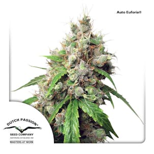 Photo of Auto Euforia