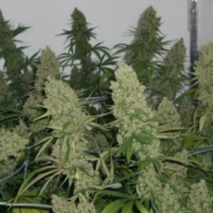 Photo of Nevil and Shantibaba - Super Silver Haze seeds