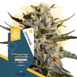 Product image for Bubblegum Feminized by Zamnesia Seeds