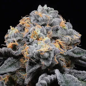 Photo of Biscotti Cannabis Feminized Seeds