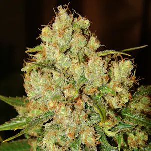 Photo of Master Kush feminized seeds x5